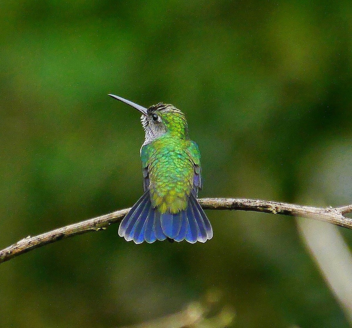 Blauschwanz-Smaragdkolibri - ML353630121