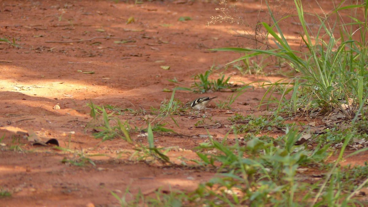 Forest Wagtail - Ashwin Viswanathan