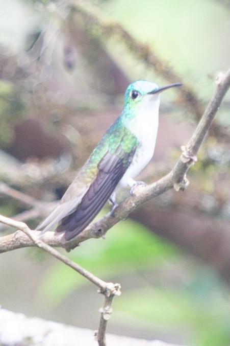 kolibřík andský - ML353631661