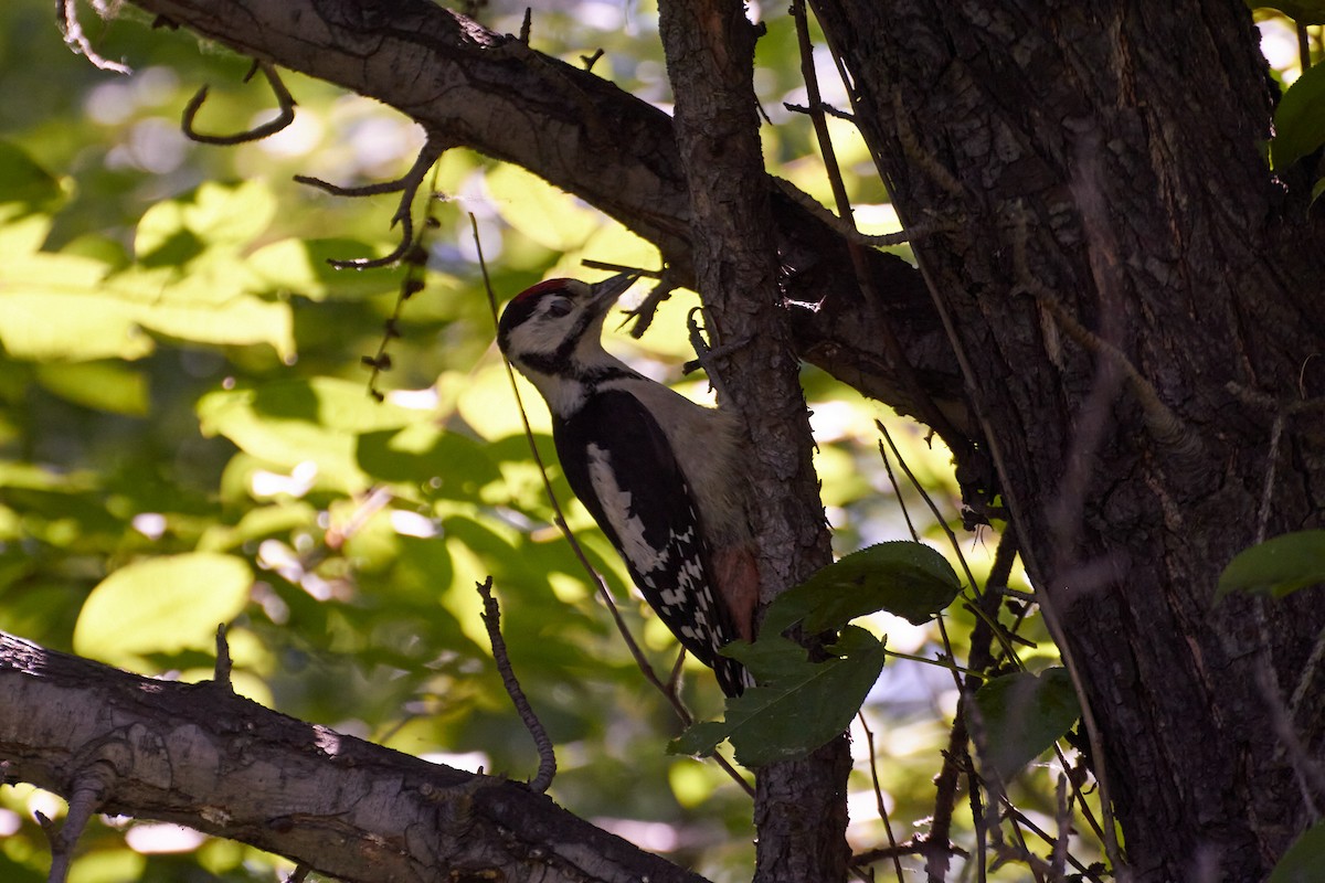 Great Spotted Woodpecker - ML353632731