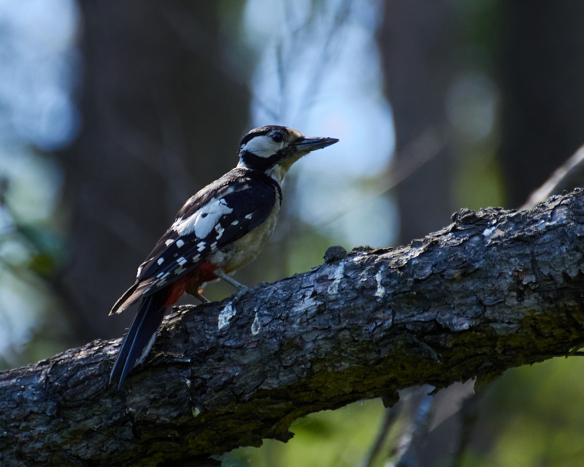 Great Spotted Woodpecker - ML353632741