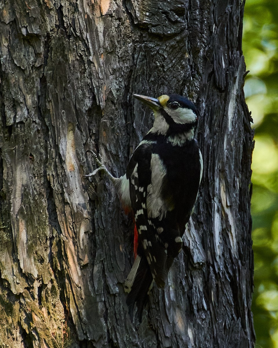 Great Spotted Woodpecker - ML353632751