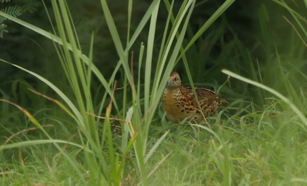 Small Buttonquail - ML353633961