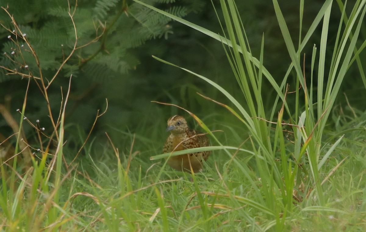 Small Buttonquail - ML353633971