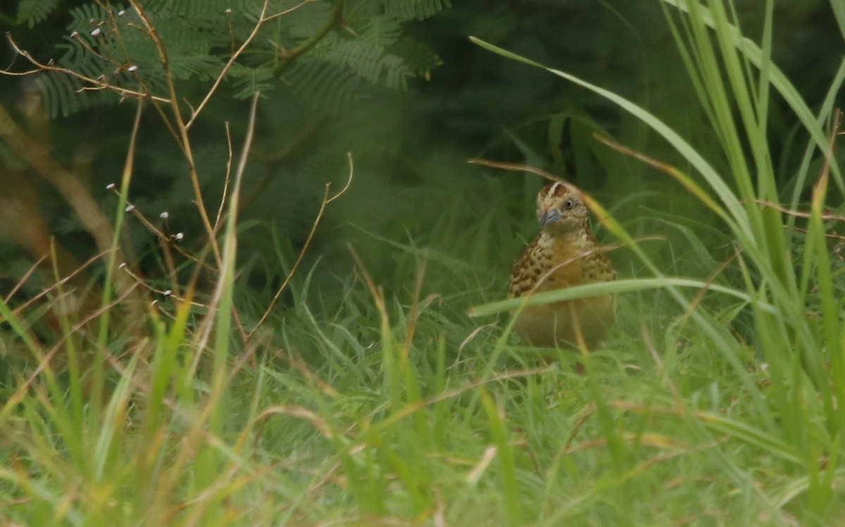 Small Buttonquail - ML353633981