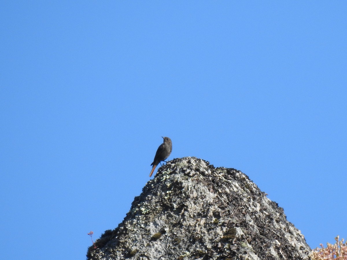 Black Redstart - ML353634021