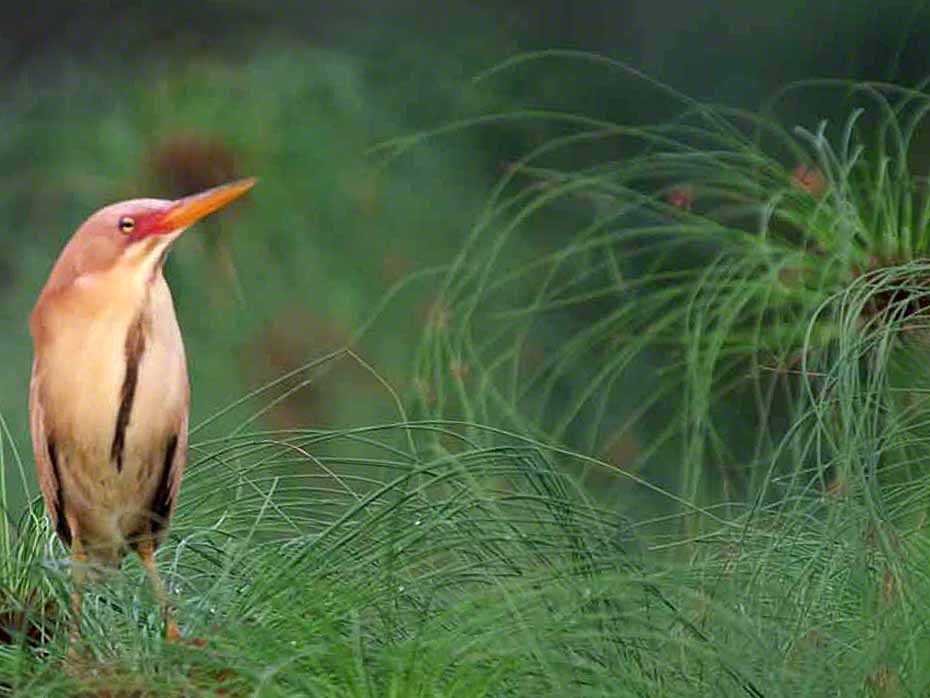 Cinnamon Bittern - ML353634141