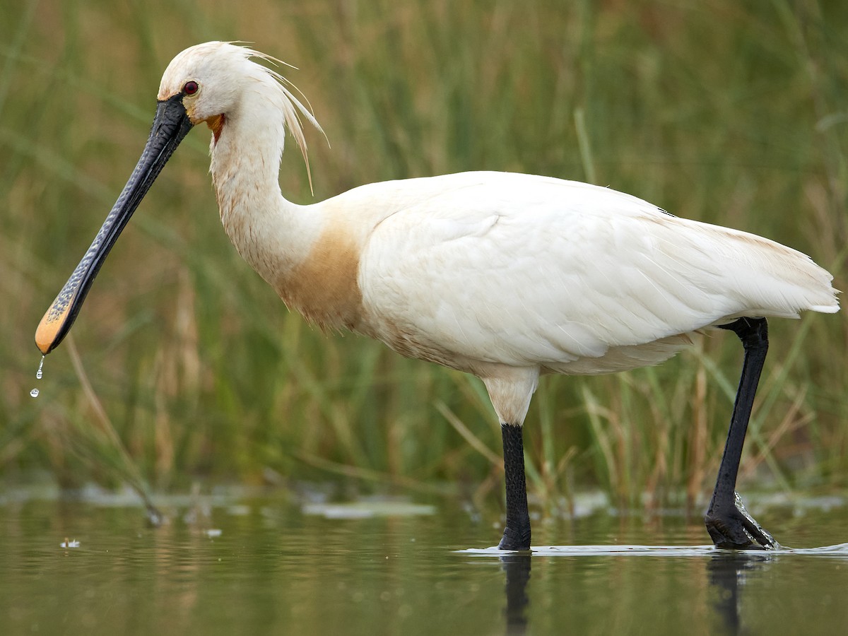 Eurasian Spoonbill - Gonzalo Valencia Díaz