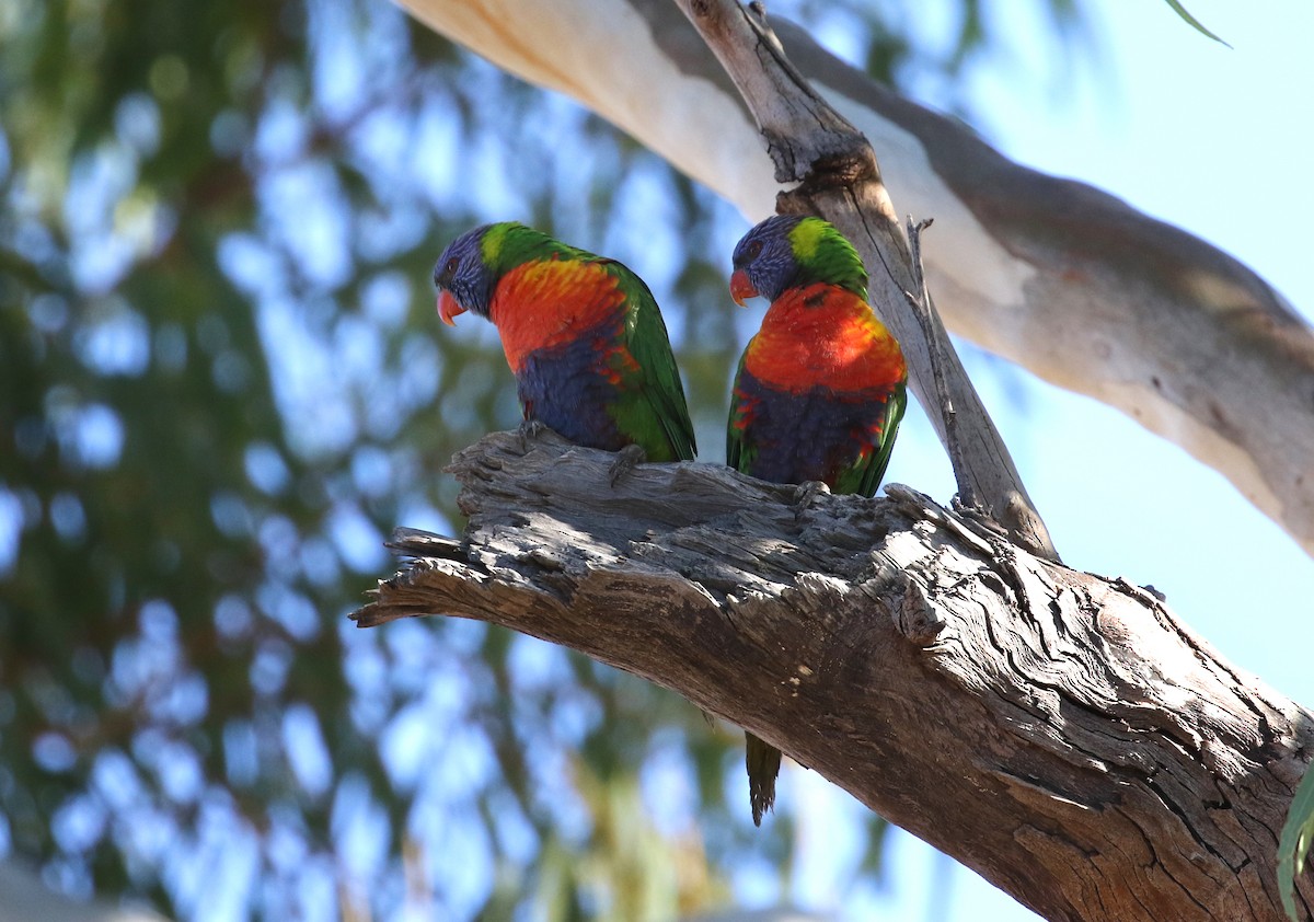 Rainbow Lorikeet - ML353636261