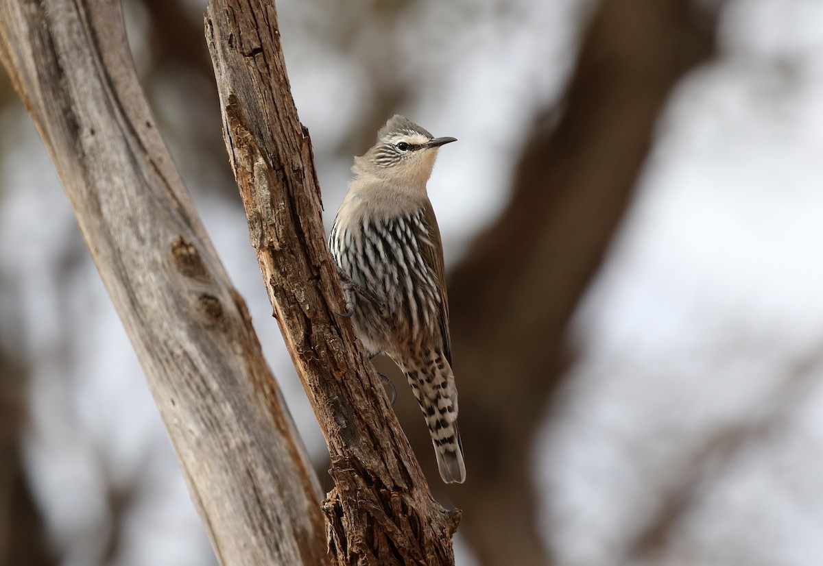 White-browed Treecreeper - ML353638671