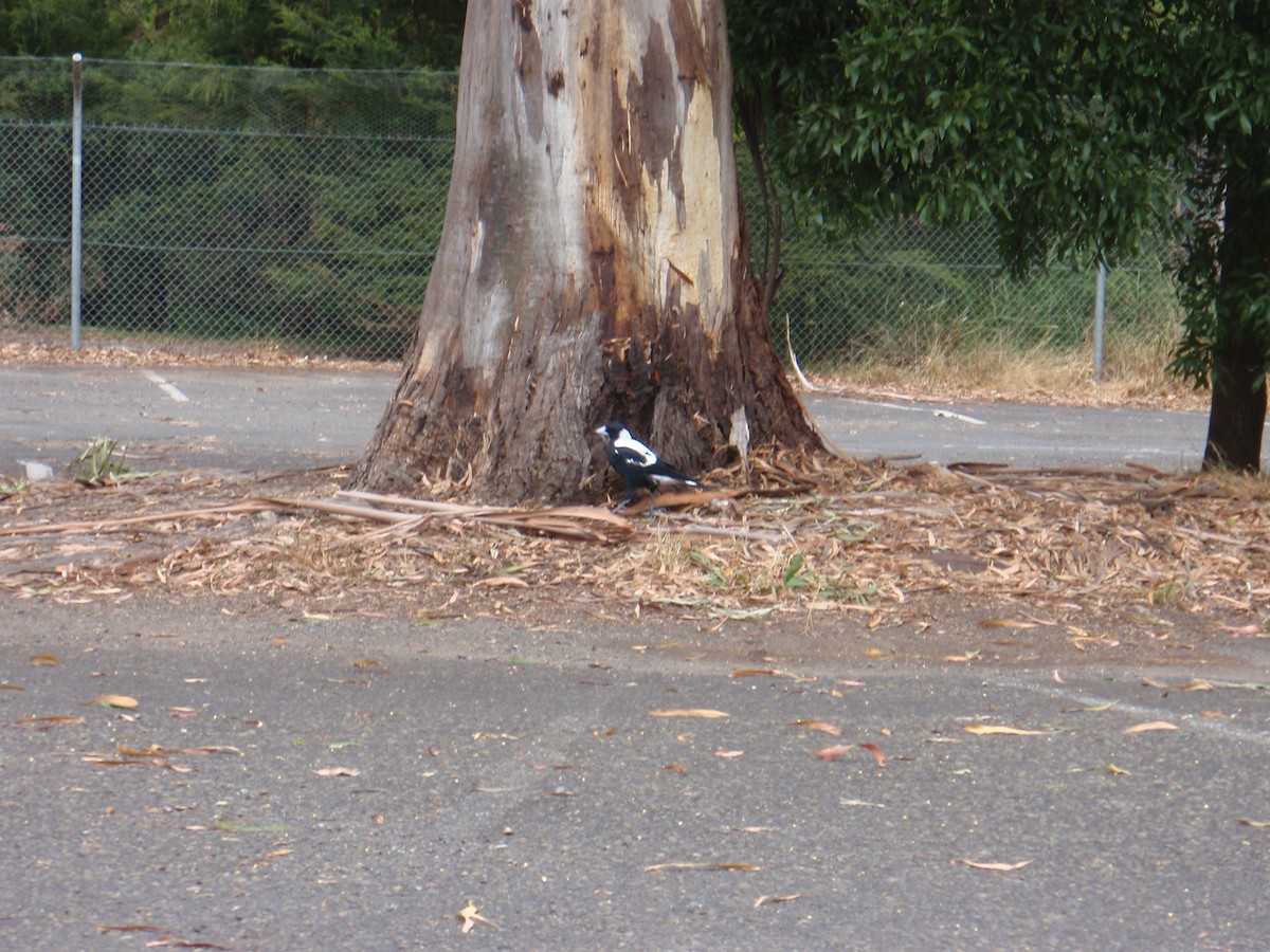 Australian Magpie - ML353639261