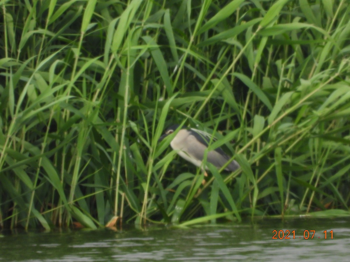 Black-crowned Night Heron - ML353641941