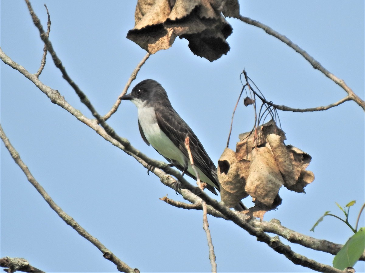 Eastern Kingbird - ML353643311