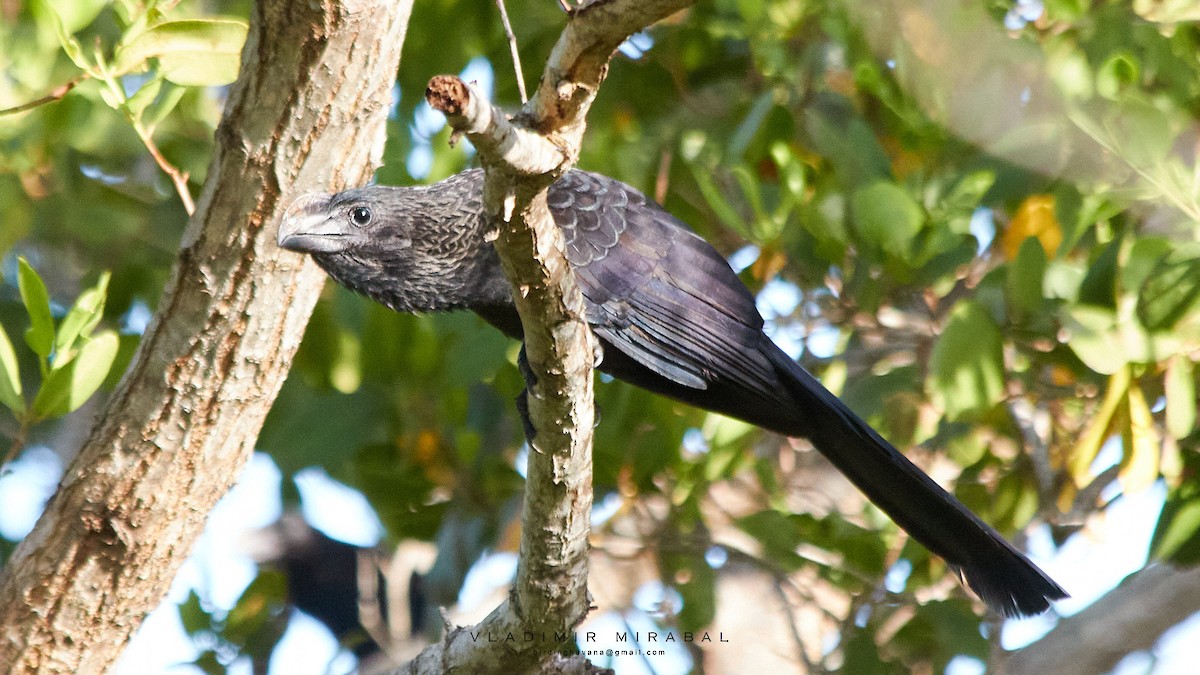 Smooth-billed Ani - ML353643711