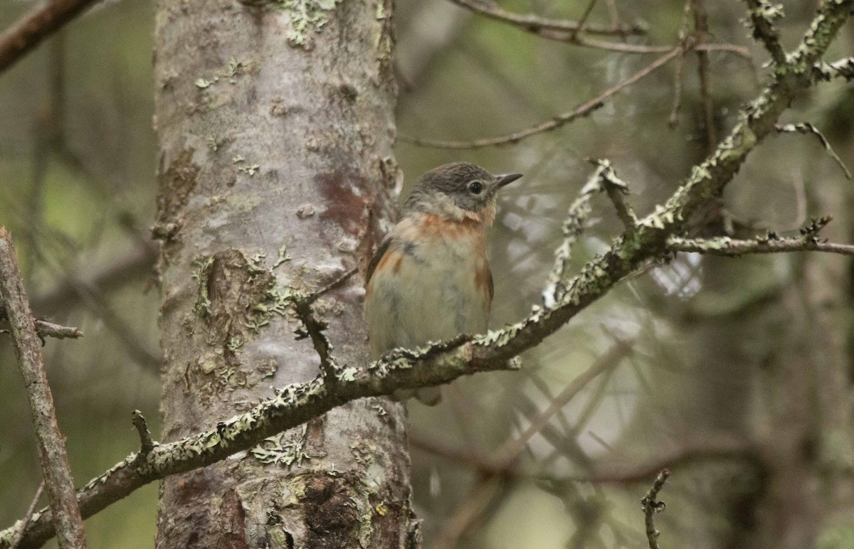 Bay-breasted Warbler - ML353644341