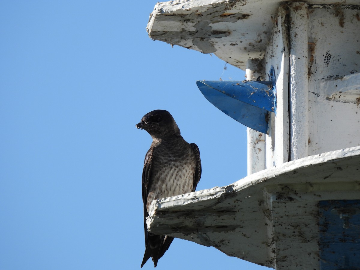 Purple Martin - ML353645821