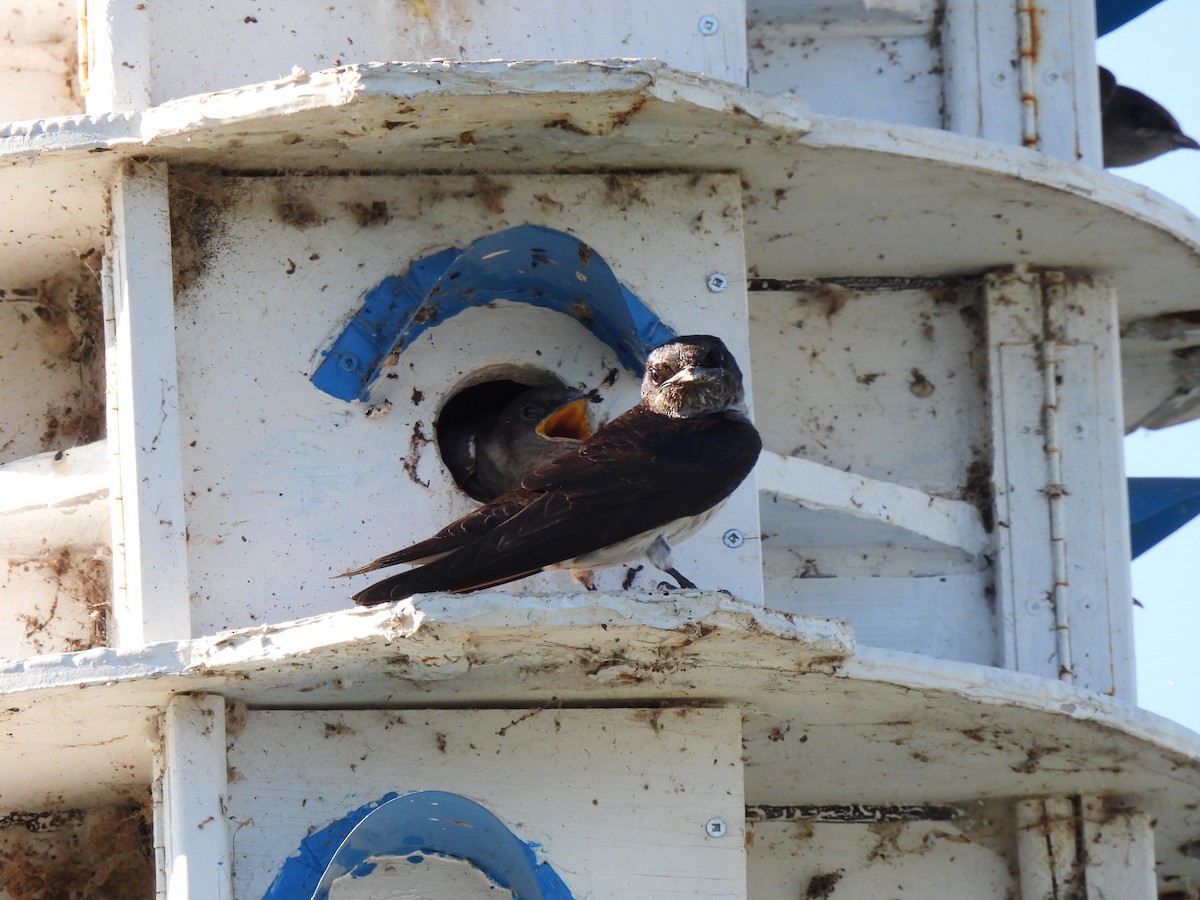 Purple Martin - ML353645841