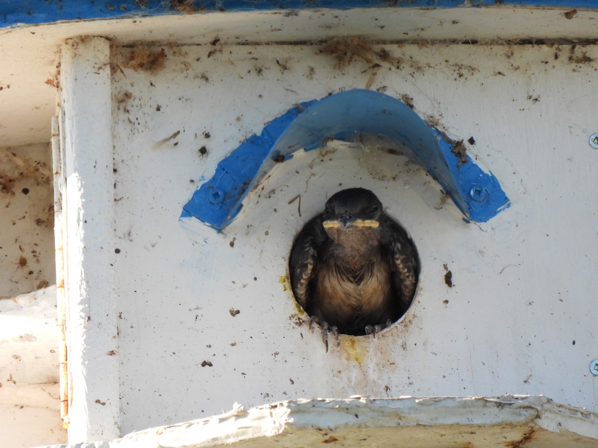 Purple Martin - ML353645861