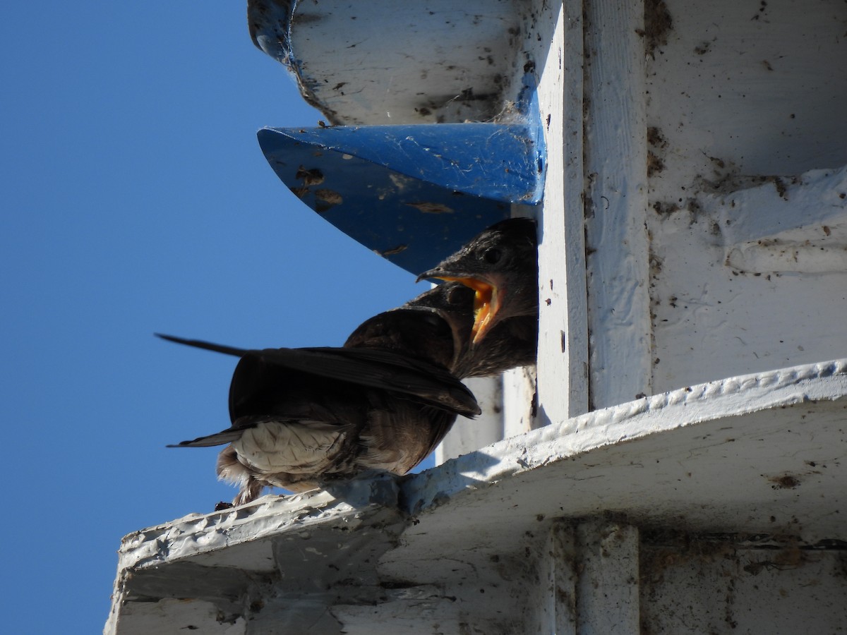 Purple Martin - ML353645911