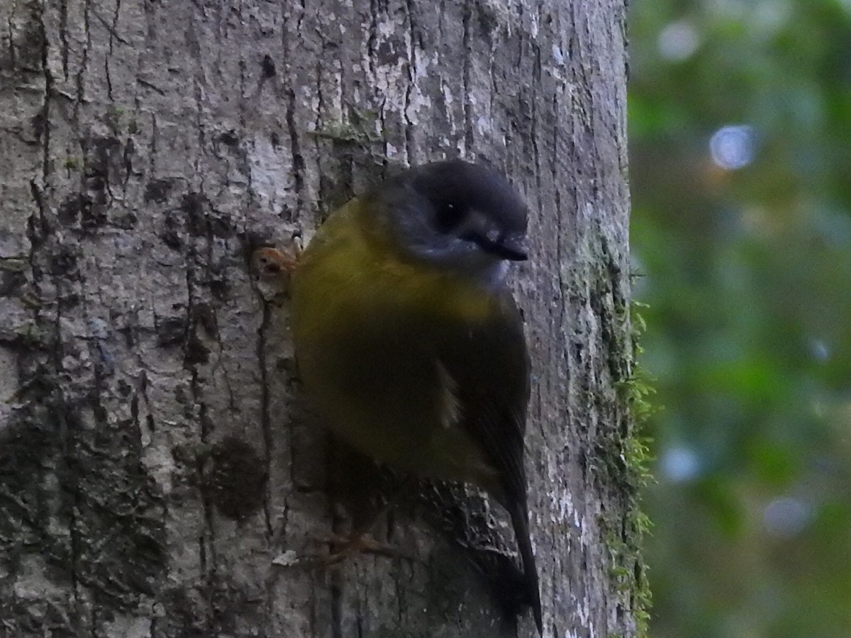 Pale-yellow Robin - ML353646051