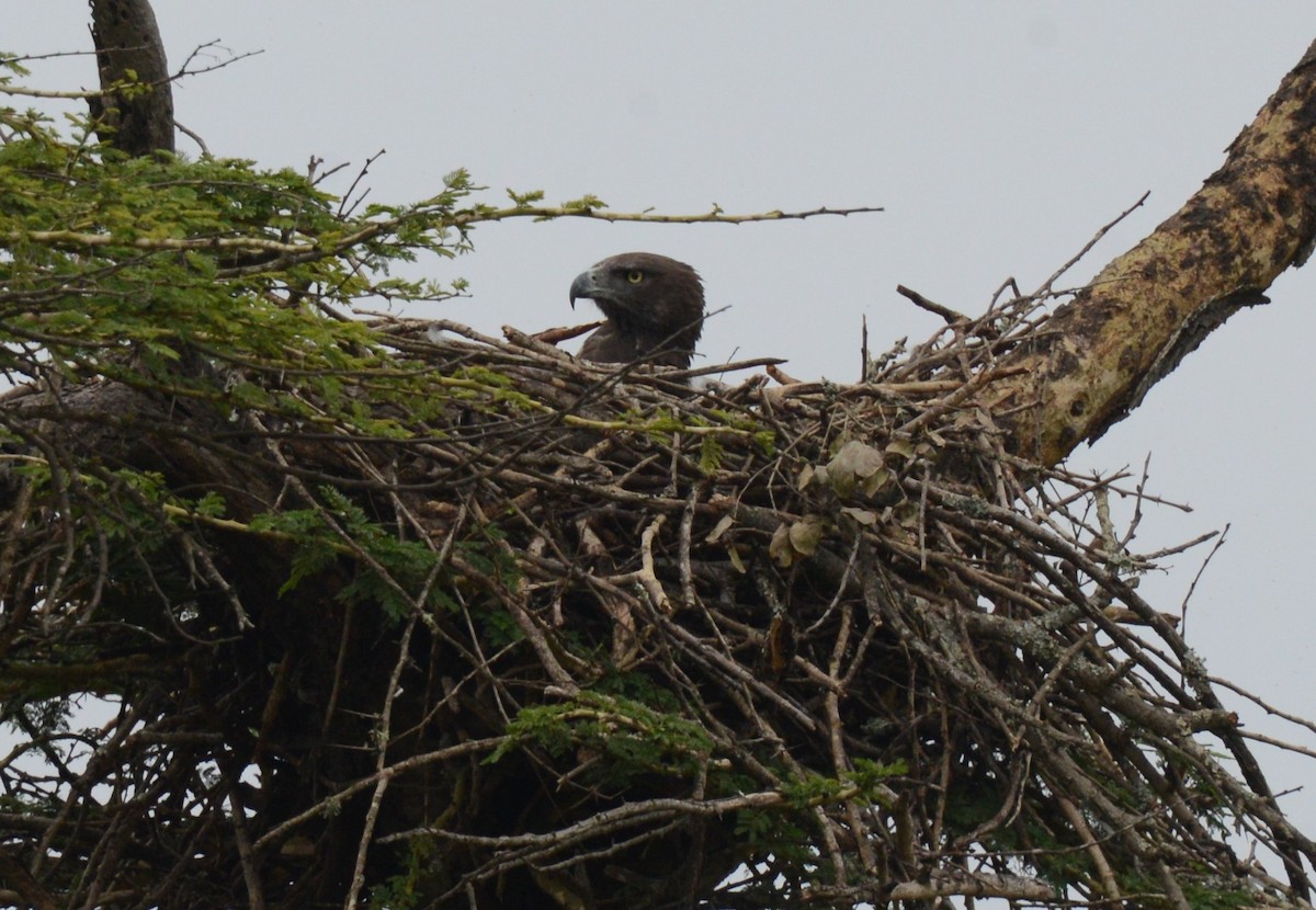 Martial Eagle - Bertina K