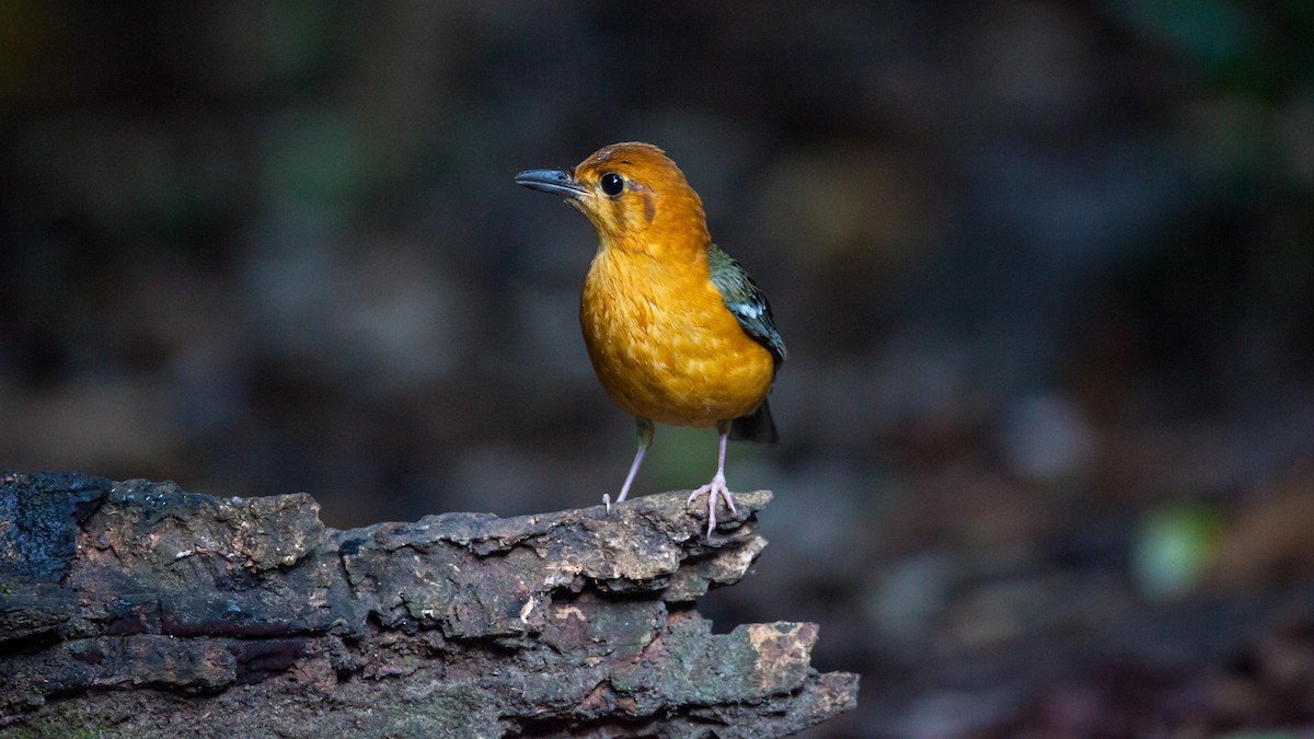 Orange-headed Thrush - ML353647151