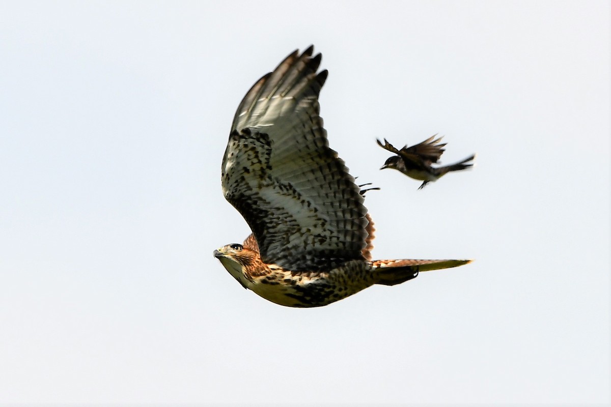 Red-tailed Hawk - ML353647731