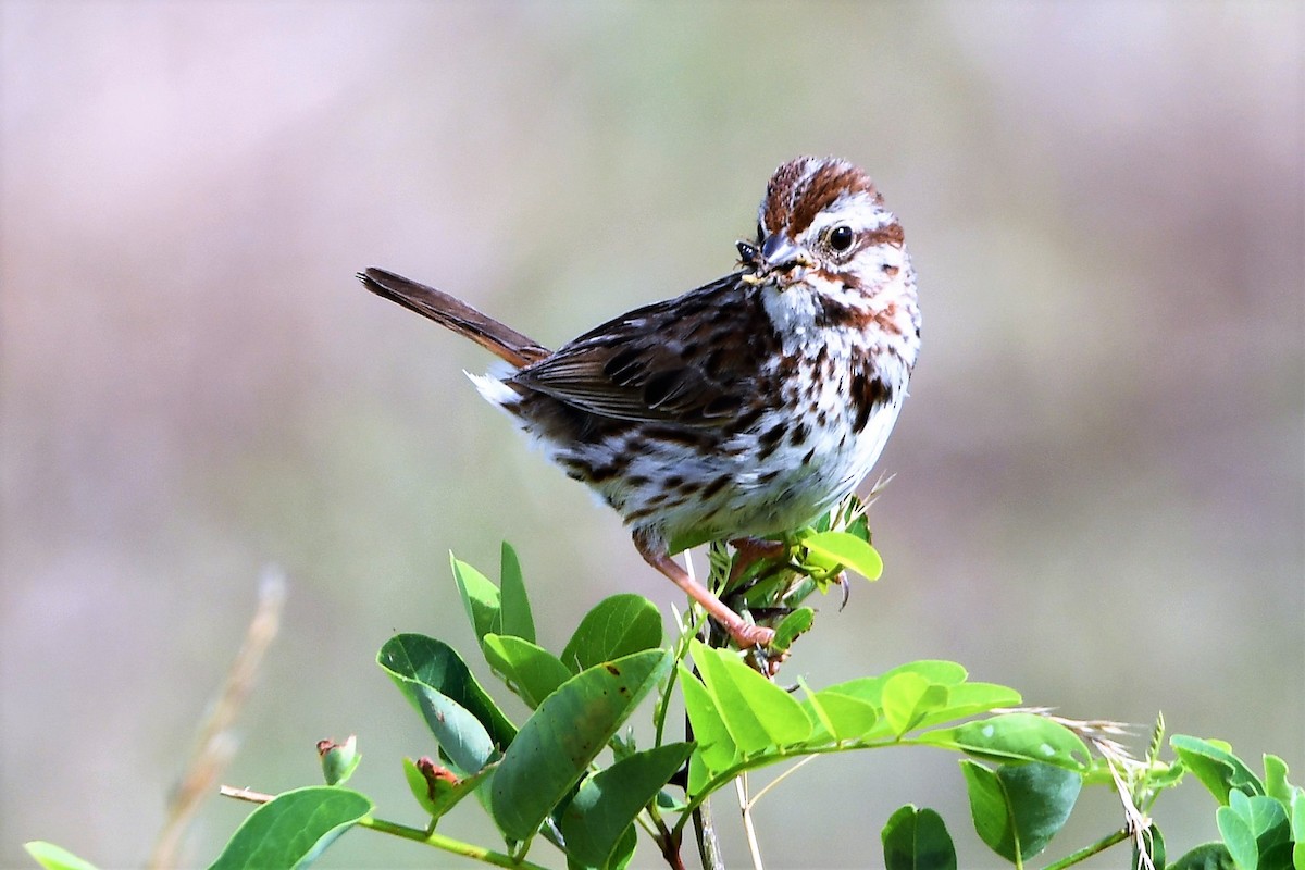 Пасовка співоча - ML353647831