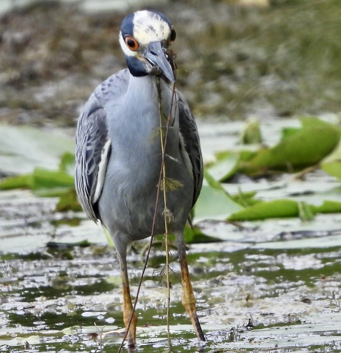 Yellow-crowned Night Heron - inga schmidt