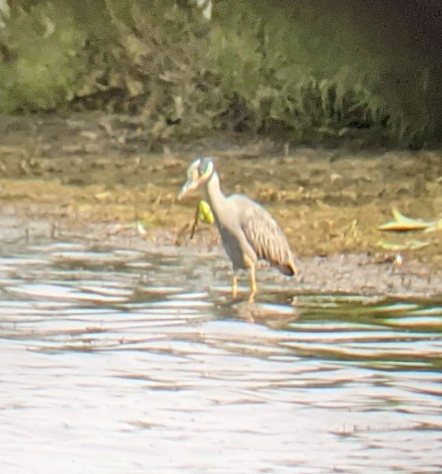 Yellow-crowned Night Heron - ML353648451