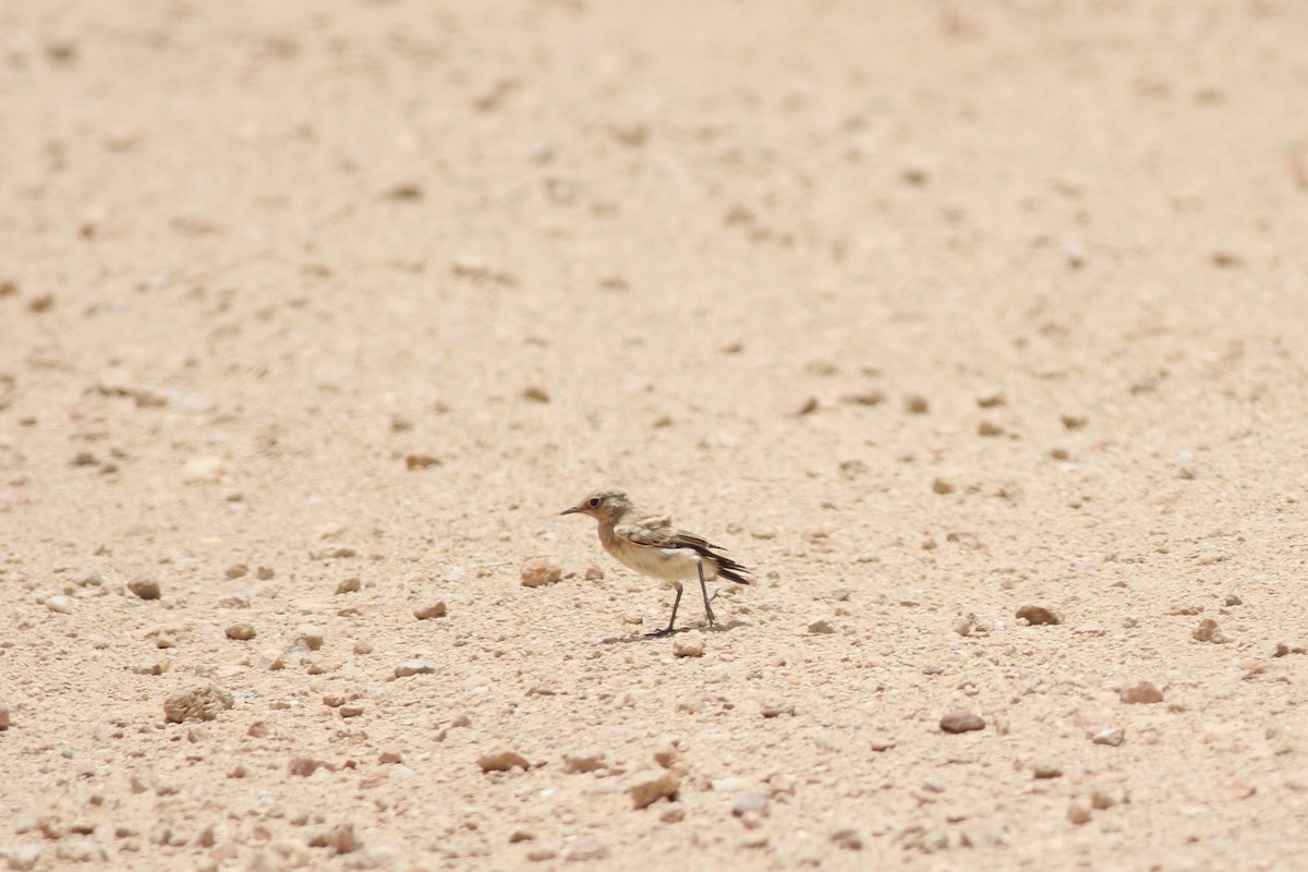 Desert Wheatear - ML353649171