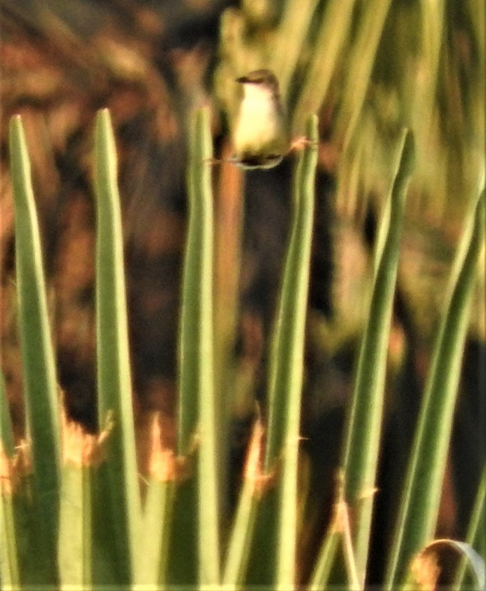 Croaking Cisticola - ML353649501