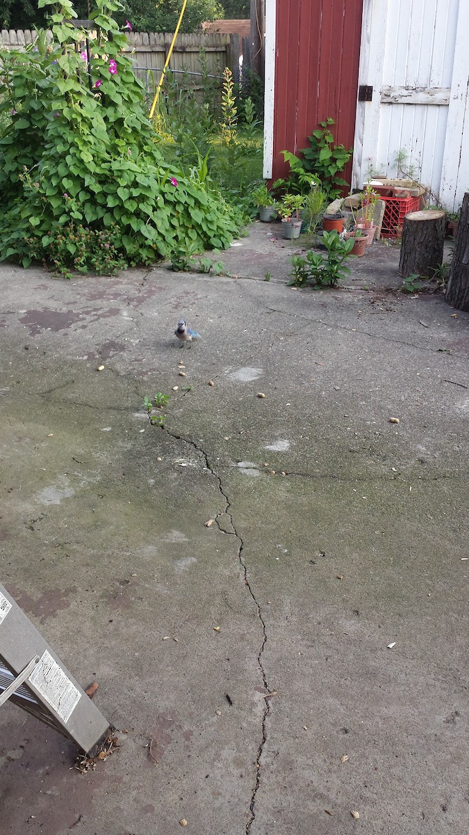 Blue Jay - ML353649701