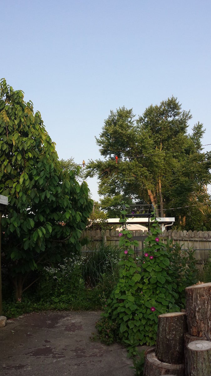 Northern Cardinal - ML353649711