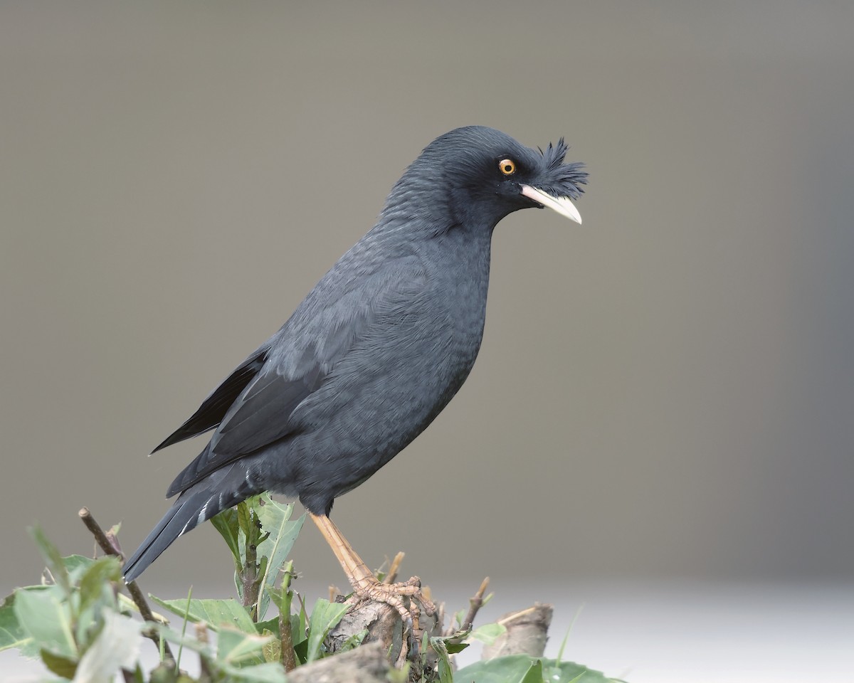 Crested Myna - ML353650911