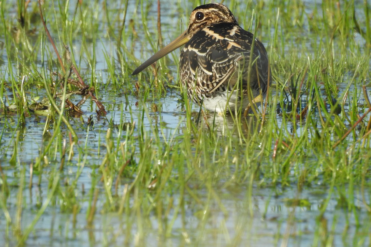 Pantanal-/Magellanbekassine - ML353650931