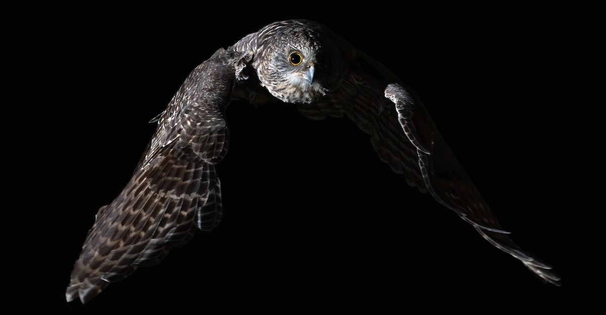 Powerful Owl - David Sinnott