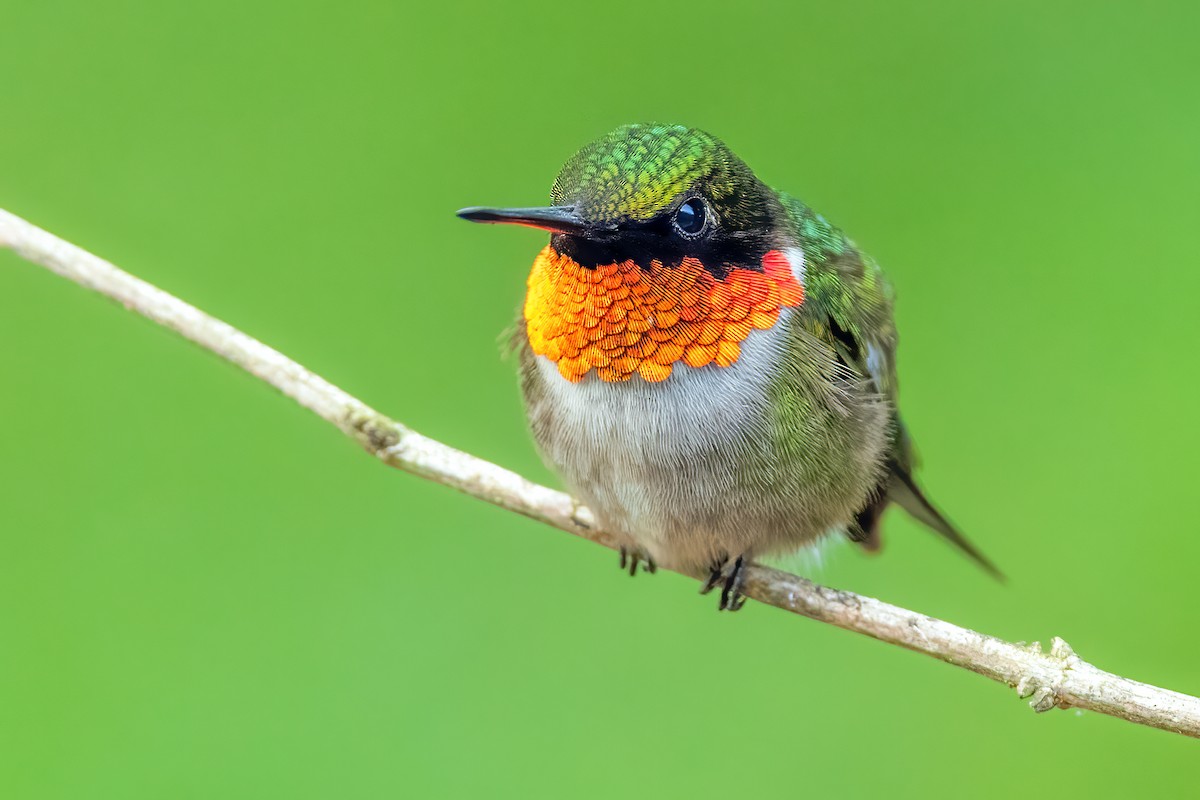Ruby-throated Hummingbird - ML353653341