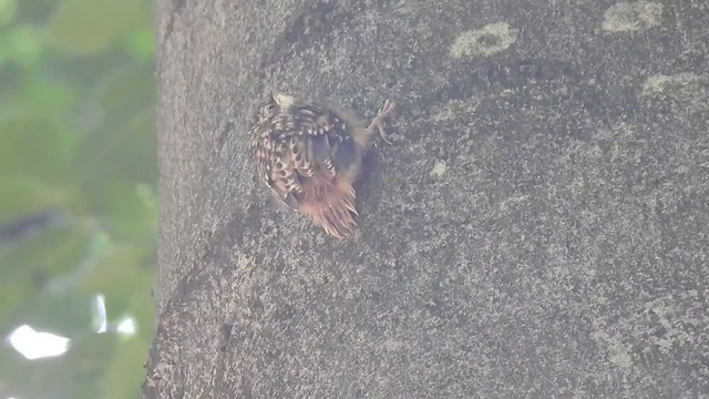 Short-toed Treecreeper - ML353654181