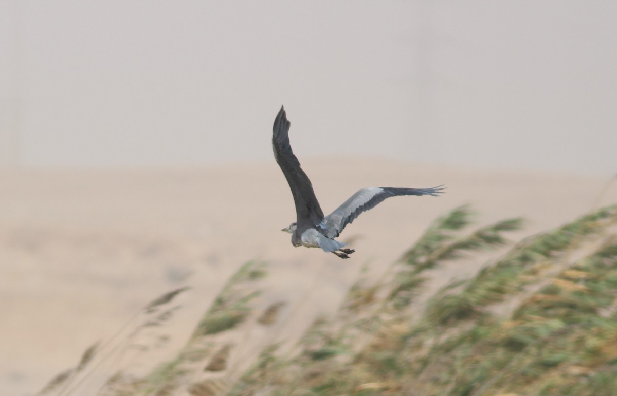 Gray Heron - ML353654251