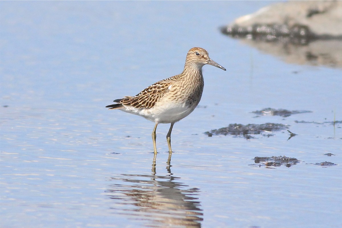 Pectoral Sandpiper - ML35365451