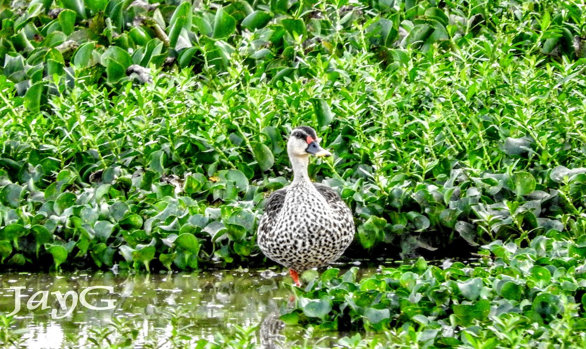 Indian Spot-billed Duck - ML353654761