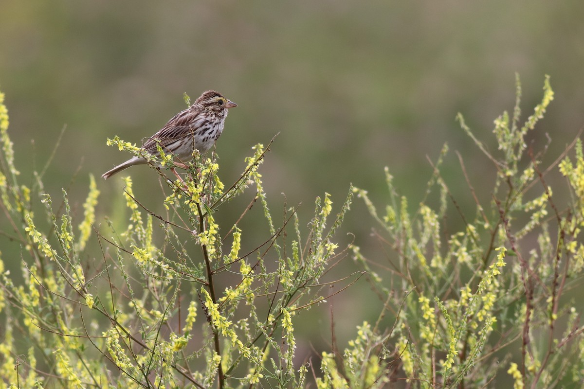 Savannah Sparrow - ML353654821