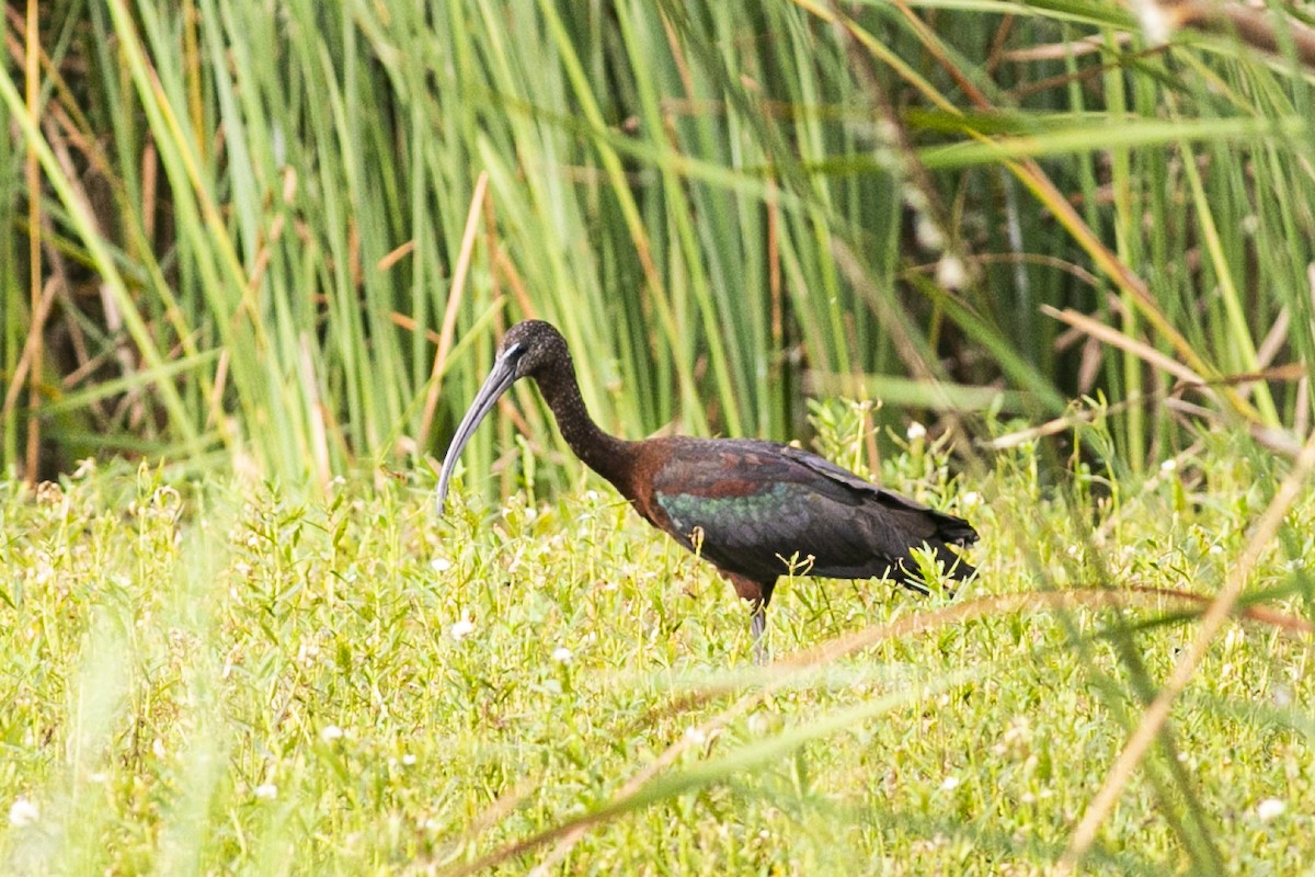 ibis hnědý - ML353655521