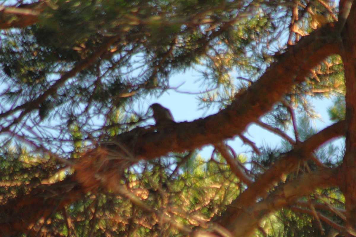 Red Crossbill - ML353656061