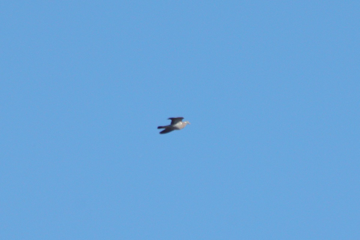 Common Wood-Pigeon (White-necked) - ML353657791