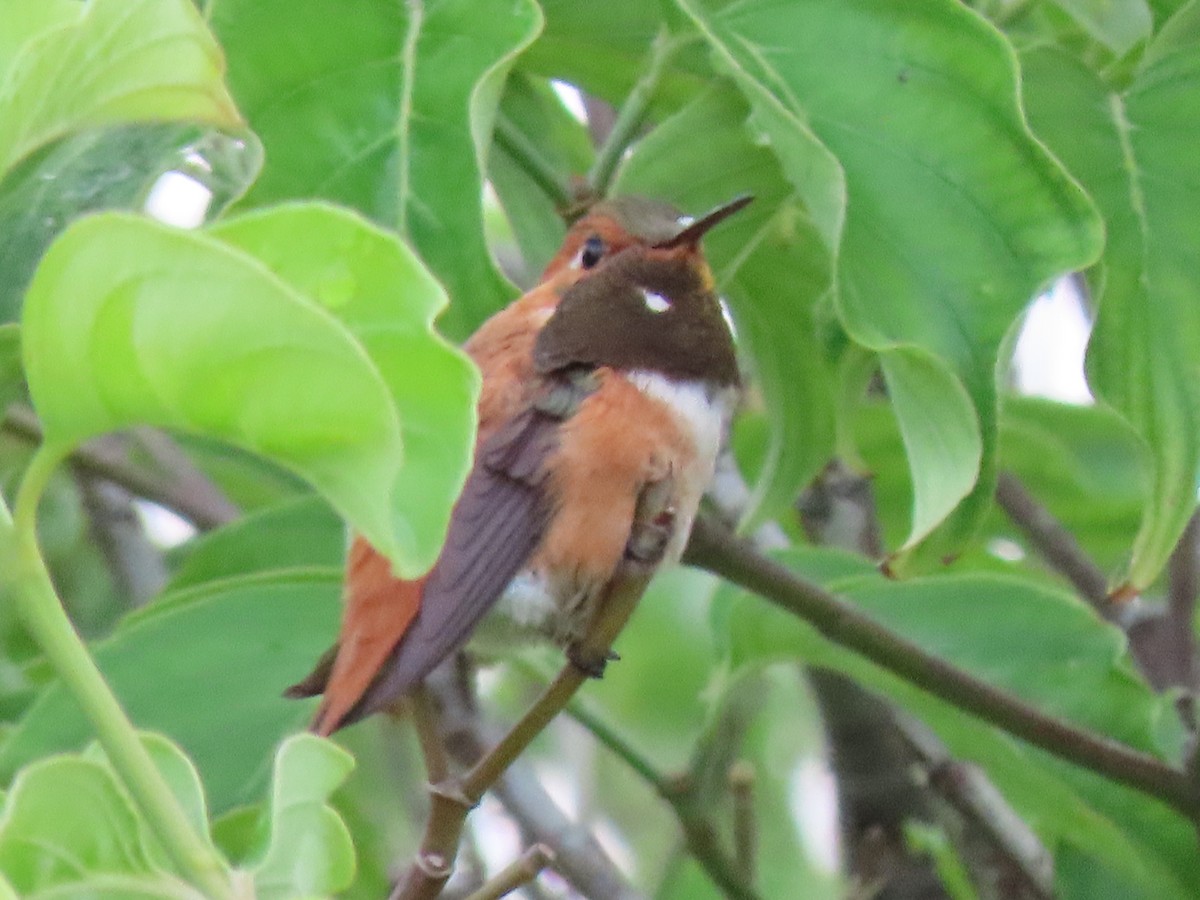 Rufous Hummingbird - ML353658931