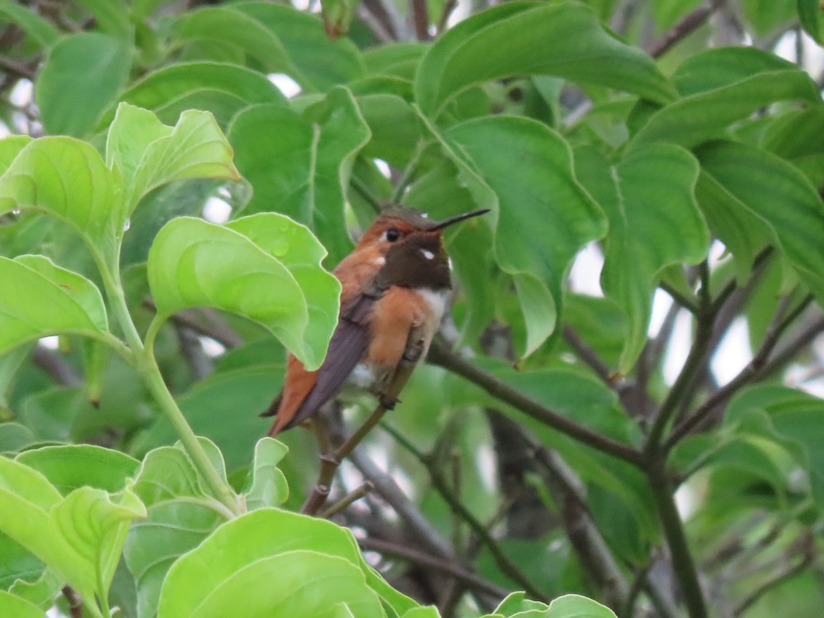 Rufous Hummingbird - ML353658951