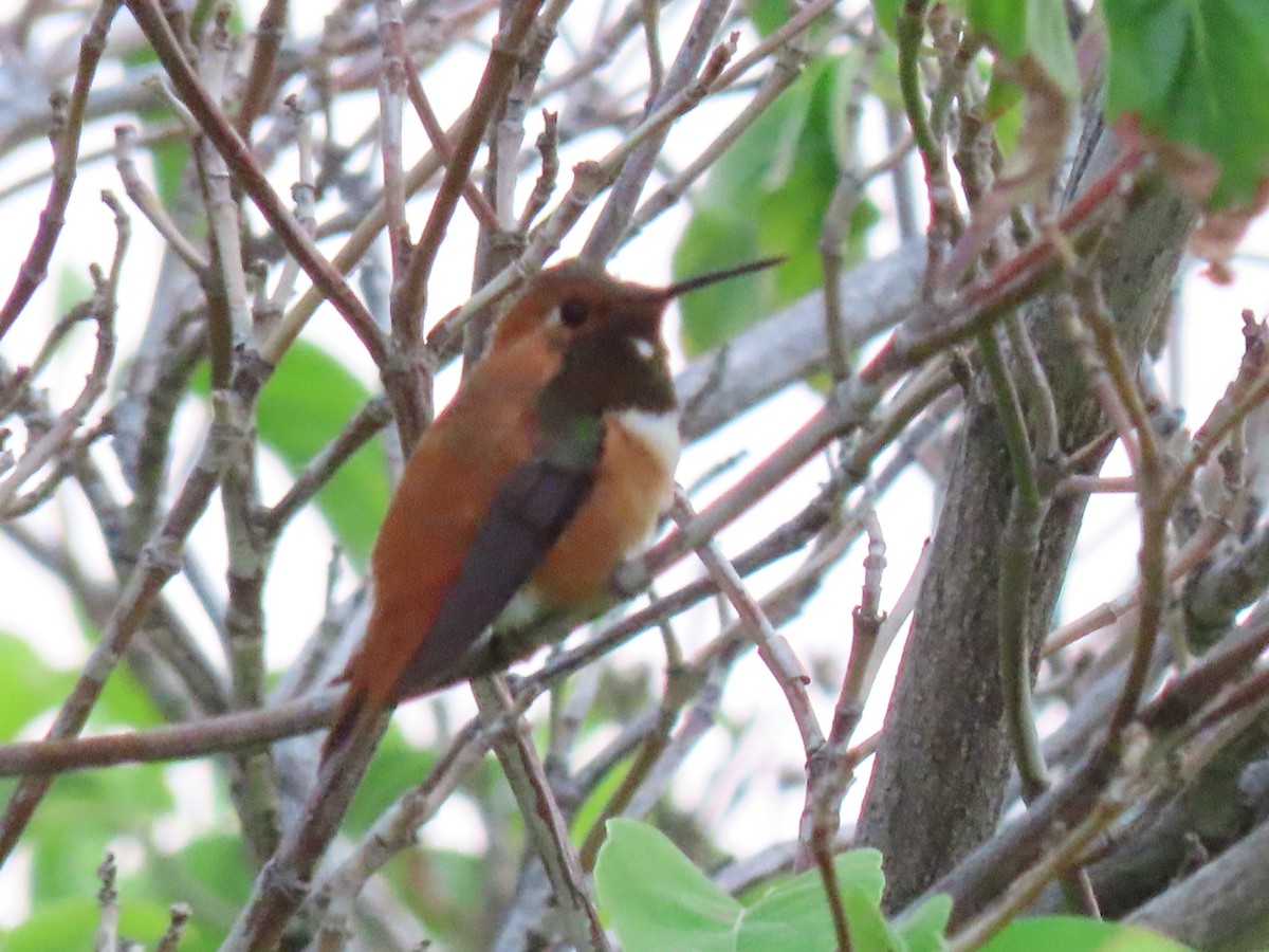 Rufous Hummingbird - ML353658971