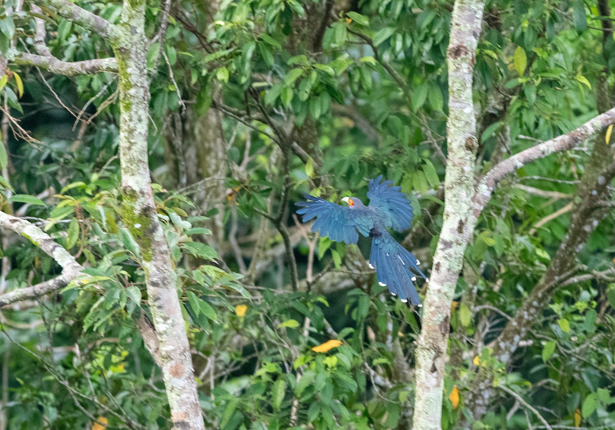 Chestnut-bellied Malkoha - ML353659651